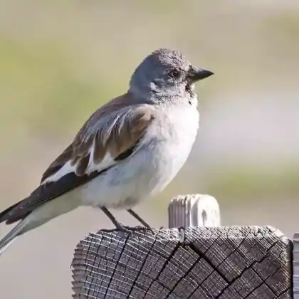 Foto von Schneesperling (Montifringilla nivalis)