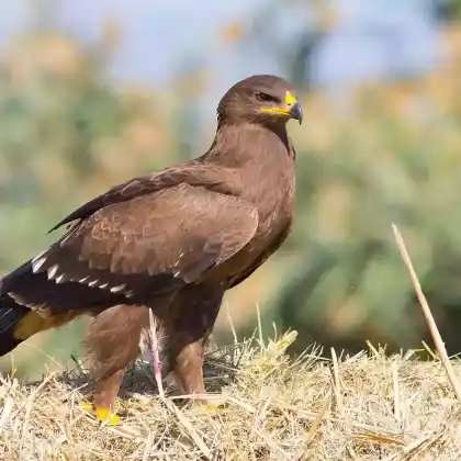 Foto von Schreiadler (Aquila pomarina)