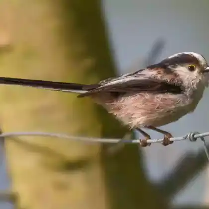 Foto von Schwanzmeise (Aegithalos caudatus)