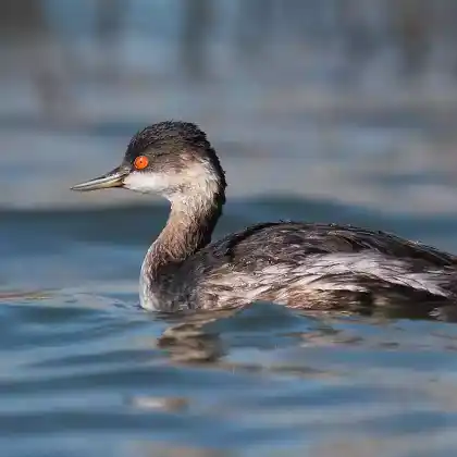 Foto von Schwarzhalstaucher (Podiceps nigricollis)