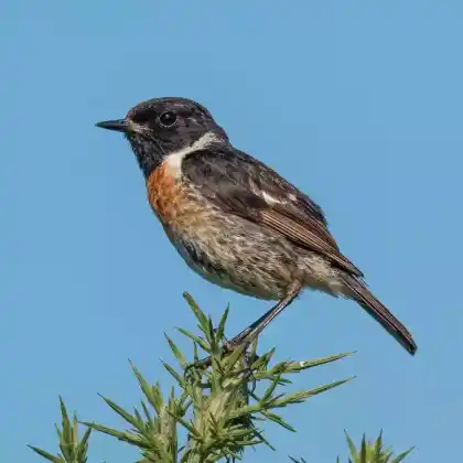 Foto von Schwarzkehlchen (Saxicola rubicola)