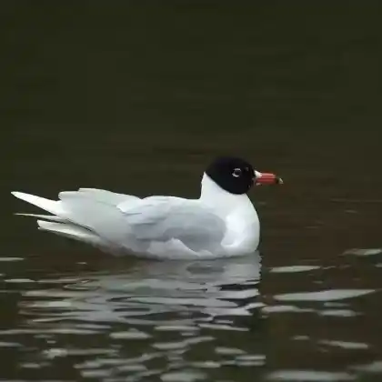 Foto von Schwarzkopfmöwe (Larus melanocephalus)