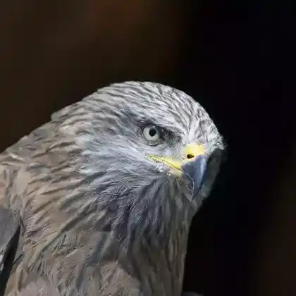 Foto von Schwarzmilan (Milvus migrans)