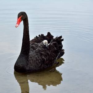 Schwarzschwan