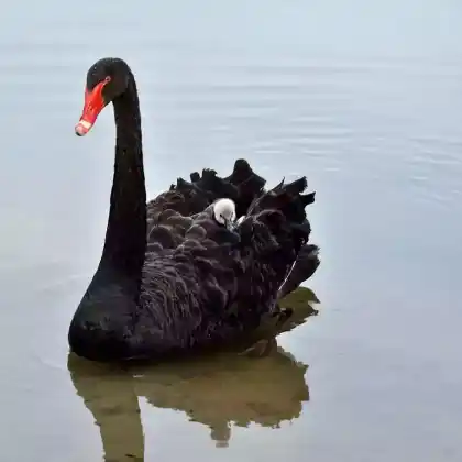 Foto von Schwarzschwan (Cygnus atratus)