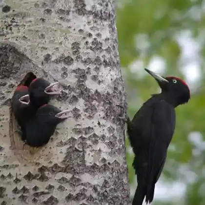 Foto von Schwarzspecht (Dryocopus martius)