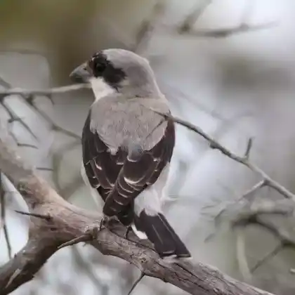 Foto von Schwarzstirnwürger (Lanius minor)