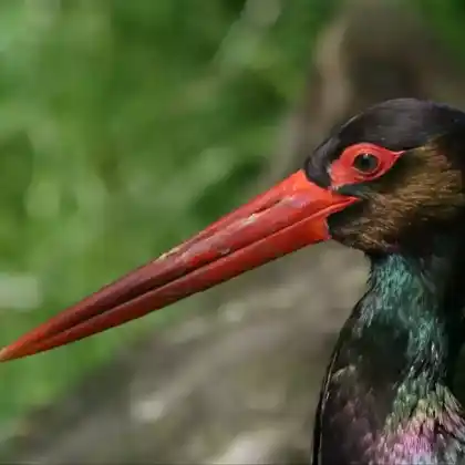 Foto von Schwarzstorch (Ciconia nigra)