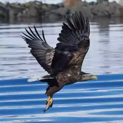 Foto von Seeadler (Haliaeetus albicilla)