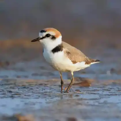 Foto von Seeregenpfeifer (Charadrius alexandrinus)