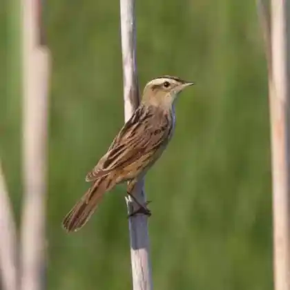 Foto von Seggenrohrsänger (Acrocephalus paludicola)