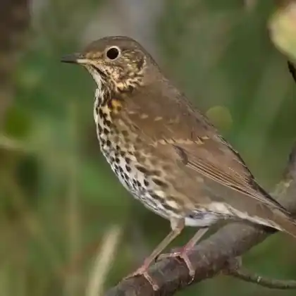 Foto von Singdrossel (Turdus philomelos)