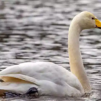 Foto von Singschwan (Cygnus cygnus)