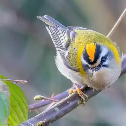 Foto von Sommergoldhähnchen (Regulus ignicapilla)