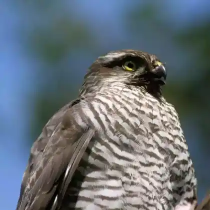 Foto von Sperber (Accipiter nisus)