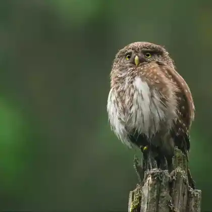 Foto von Sperlingskauz (Glaucidium passerinum)