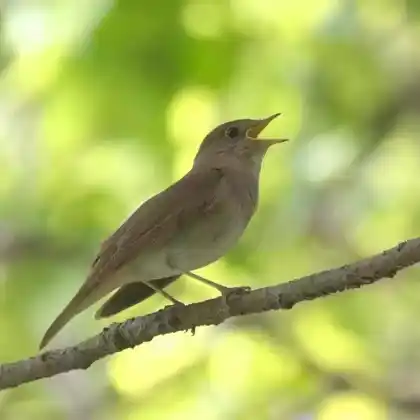 Foto von Sprosser (Luscinia luscinia)