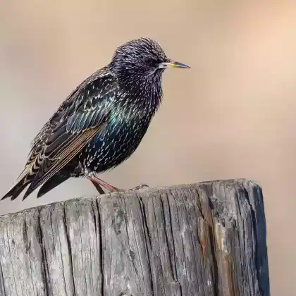 Foto von Star (Sturnus vulgaris)