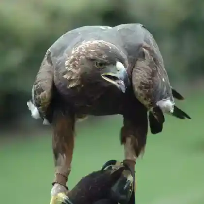 Foto von Steinadler (Aquila chrysaetos)
