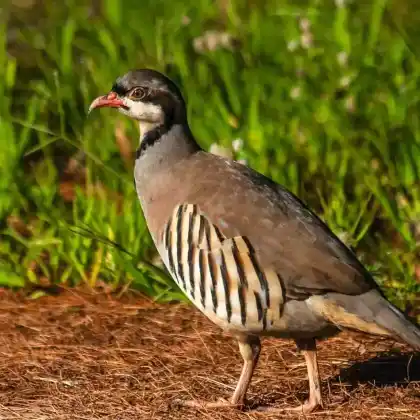 Foto von Steinhuhn (Alectoris graeca)