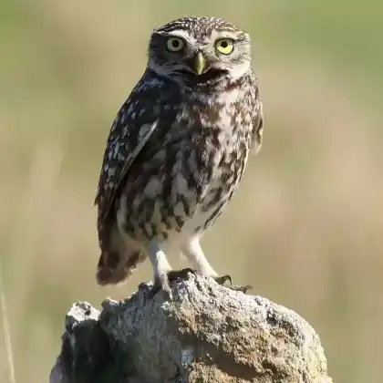 Foto von Steinkauz (Athene noctua)