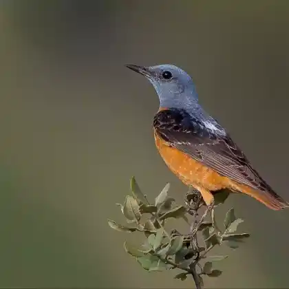 Foto von Steinrötel (Monticola saxatilis)