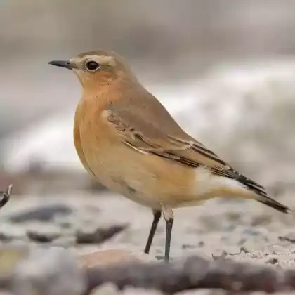 Foto von Steinschmätzer (Oenanthe oenanthe)