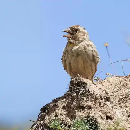 Foto von Steinsperling (Petronia petronia)