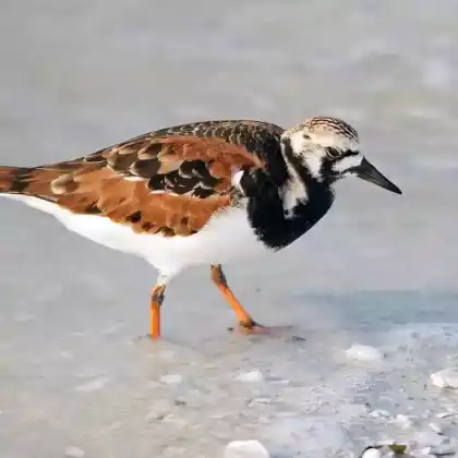 Foto von Steinwälzer (Arenaria interpres)
