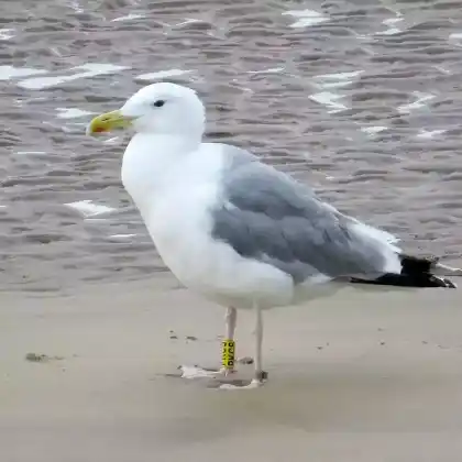 Foto von Steppenmöwe (Larus cachinnans)