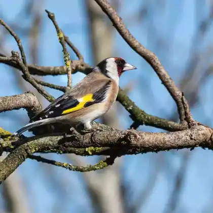 Foto von Stieglitz (Carduelis carduelis)
