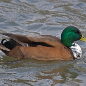 Stockente