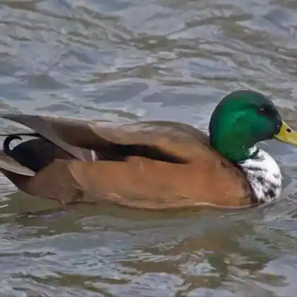 Foto von Stockente (Anas platyrhynchos)