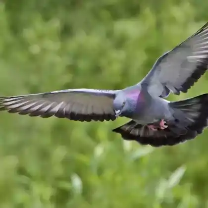 Foto von Straßentaube (Columba livia)