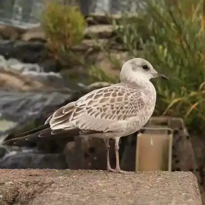 Foto von Sturmmöwe (Larus canus)