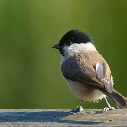 Foto von Sumpfmeise (Parus palustris)