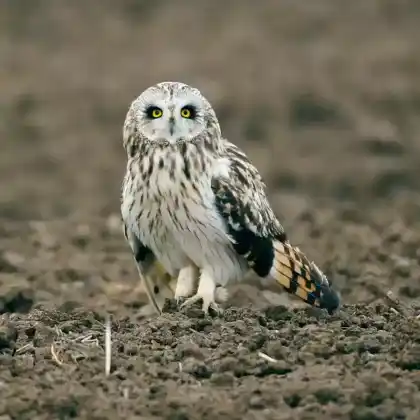 Foto von Sumpfohreule (Asio flammeus)