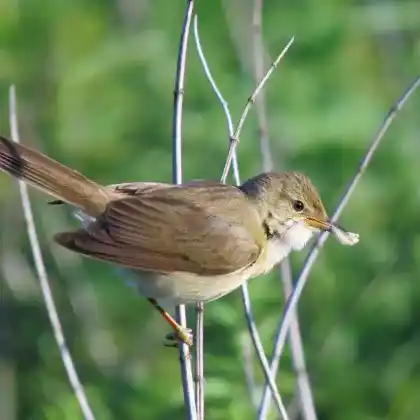 Foto von Sumpfrohrsänger (Acrocephalus palustris)