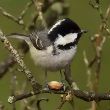 Foto von Tannenmeise (Parus ater)