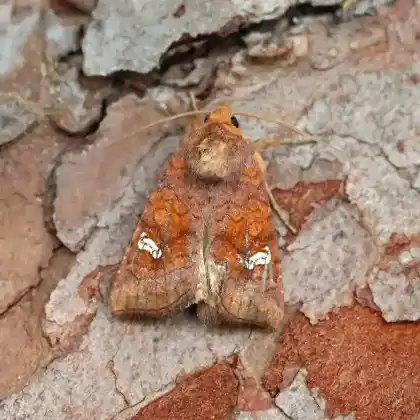 Foto von Pfeifengras-Stengeleule (Amphipoea lucens)