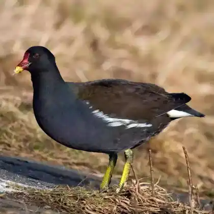 Foto von Teichhuhn (Gallinula chloropus)