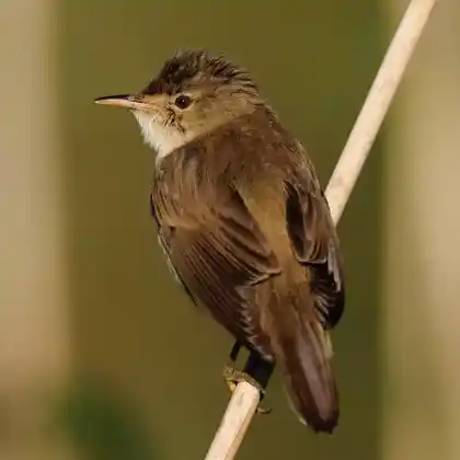 Foto von Teichrohrsänger (Acrocephalus scirpaceus)