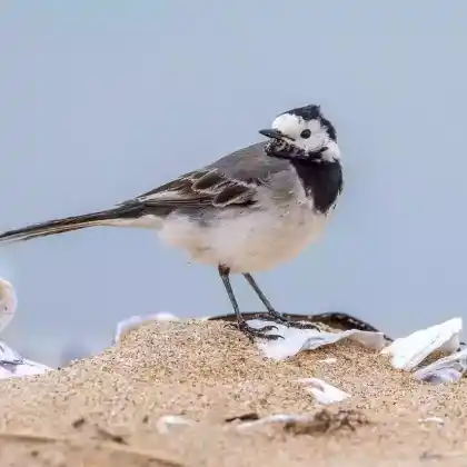 Foto von Trauerbachstelze (Motacilla yarrellii)