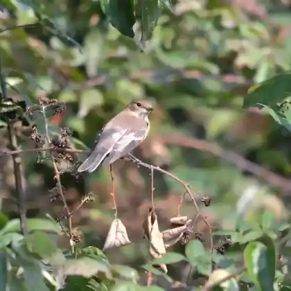 Foto von Trauerschnäpper (Ficedula hypoleuca)