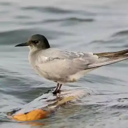 Foto von Trauerseeschwalbe (Chlidonias niger)