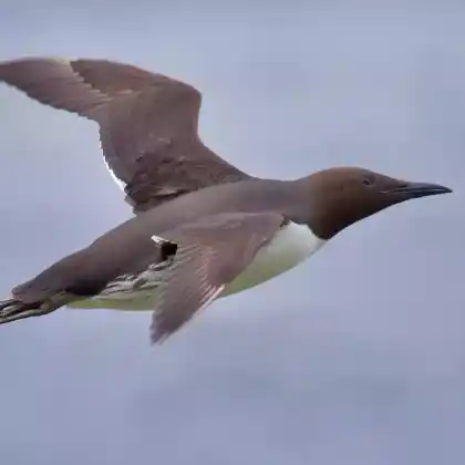 Foto von Trottellumme (Uria aalge)