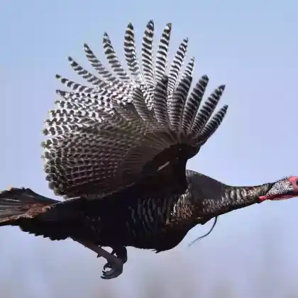 Foto von Truthuhn (Meleagris gallopavo)