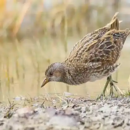 Foto von Tüpfelsumpfhuhn (Porzana porzana)