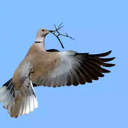 Foto von Türkentaube (Streptopelia decaocto)
