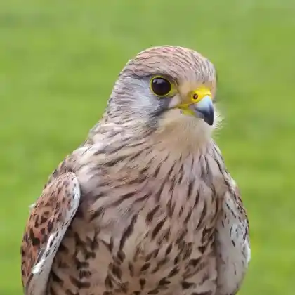 Foto von Turmfalke (Falco tinnunculus)